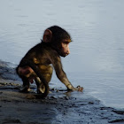 baby baboon