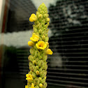 Mullein