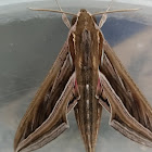 Vine/Silver Striped Hawk-Moth