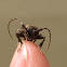 Longhorn beetle