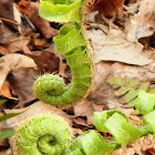 Common Polypody