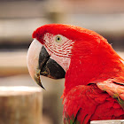 Arara-vermelha-grande(Red-and-green Macaw)