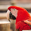 Arara-vermelha-grande(Red-and-green Macaw)