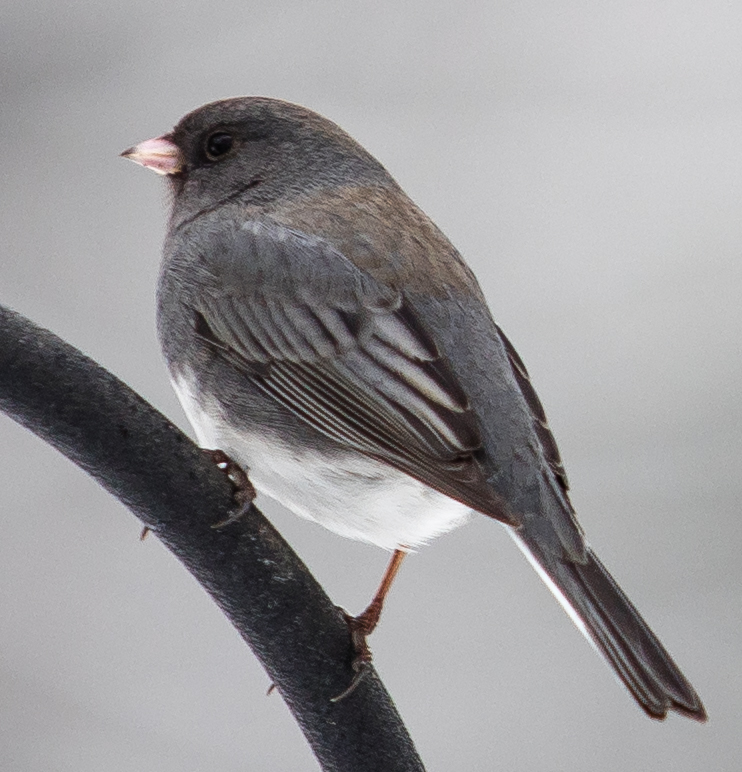 Dark-eyed Junco