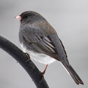 Dark-eyed Junco