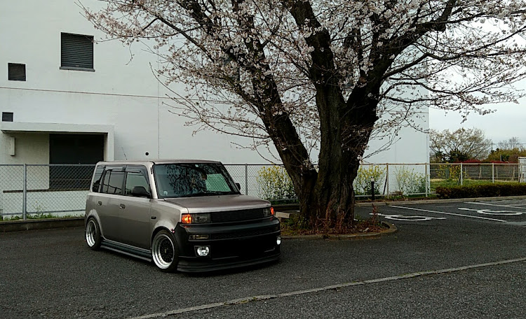 bBのサクラと愛車・桜とコラボ・bB NCP 31・bBとZOOMERに関するカスタム事例の投稿画像1枚目