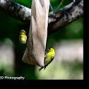 American goldfinch