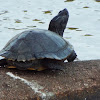 Peninsula Cooter