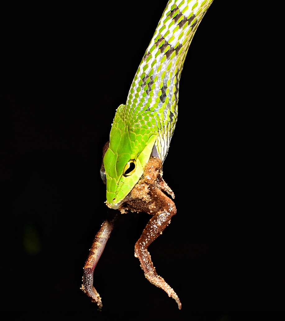 Green Vine Snake