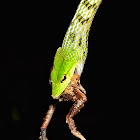 Green Vine Snake