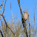 Curve-billed thrasher