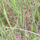 Double-striped Bluet