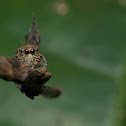 Jumping Spider