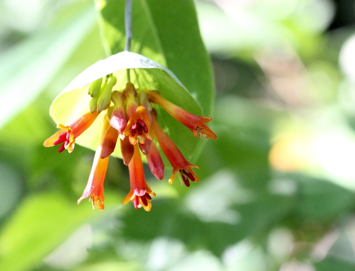 Western Trumpet Honeysuckle(Orange)