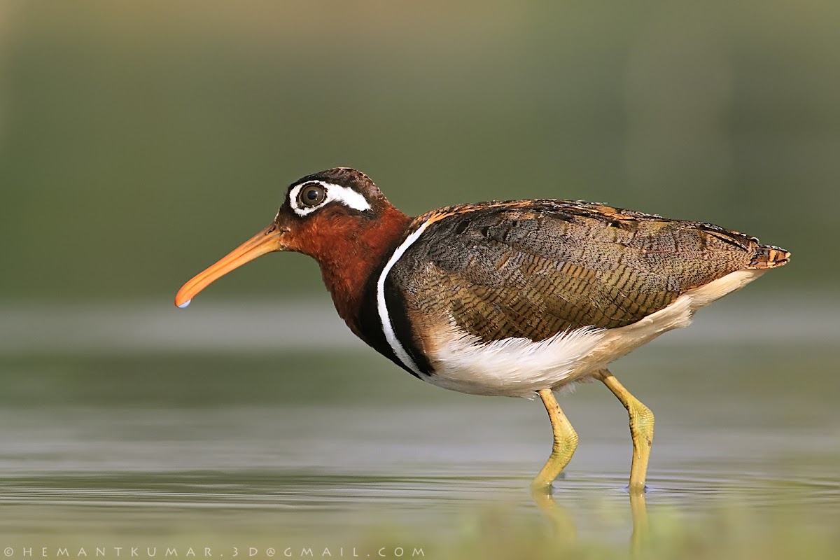 Greater painted-snipe