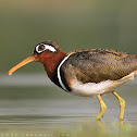 Greater painted-snipe