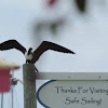 Magnificent Frigatebird