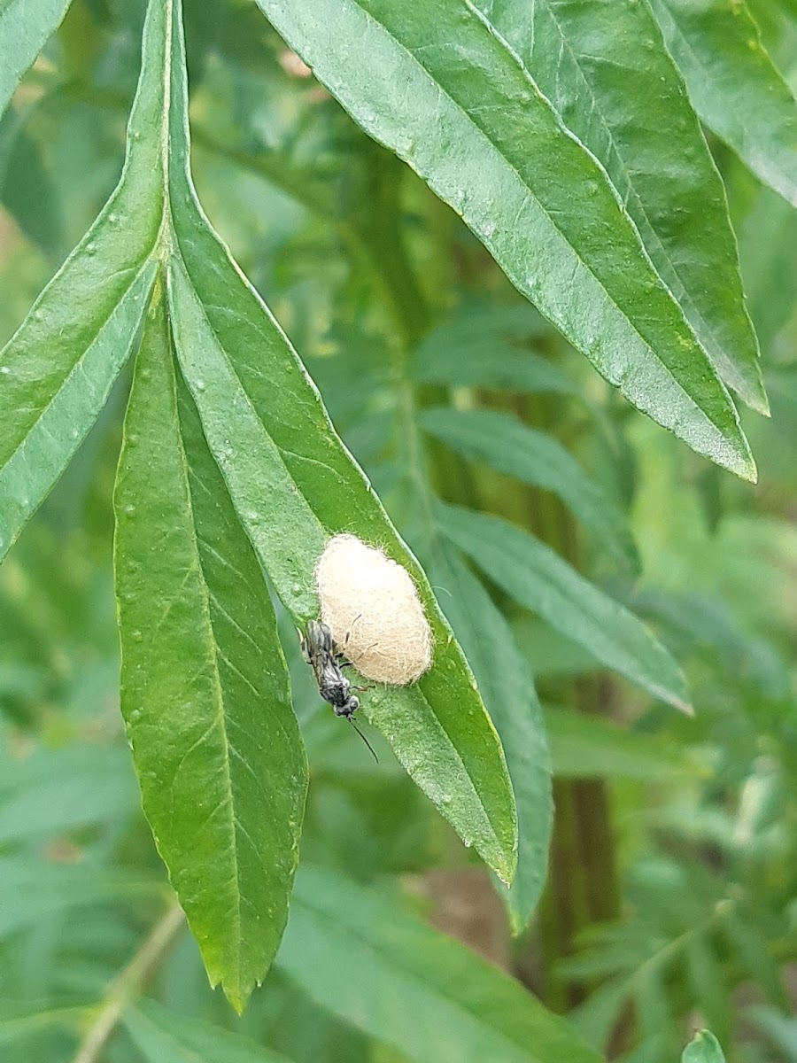 Insect with eggs