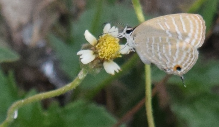 Common Cerulean