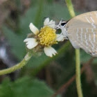 Common Cerulean