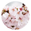 Cherry blossom popular HD New Tab Page Theme