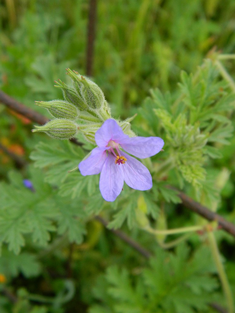 Common stork's-bill (Πελαργόνιο)