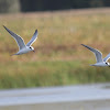 Forster's Tern