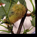 American Dagger moth caterpillar