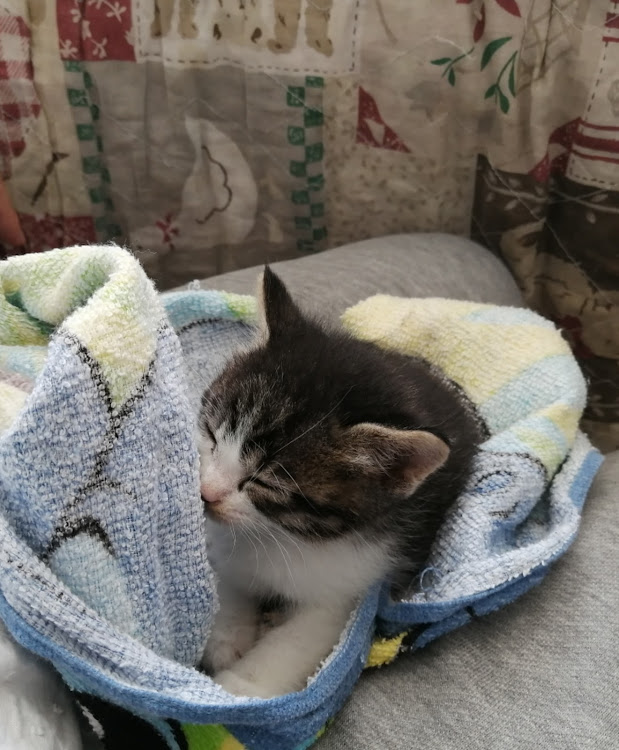 ランサーエボリューションのランエボ・洗車オフ・猫紹介・新しい家族・はじめてのペットに関するカスタム事例の投稿画像4枚目