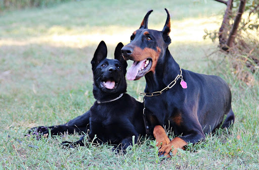 Doberman Pinschers Wallpapers