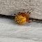 Marbled Orb Weaver Spider