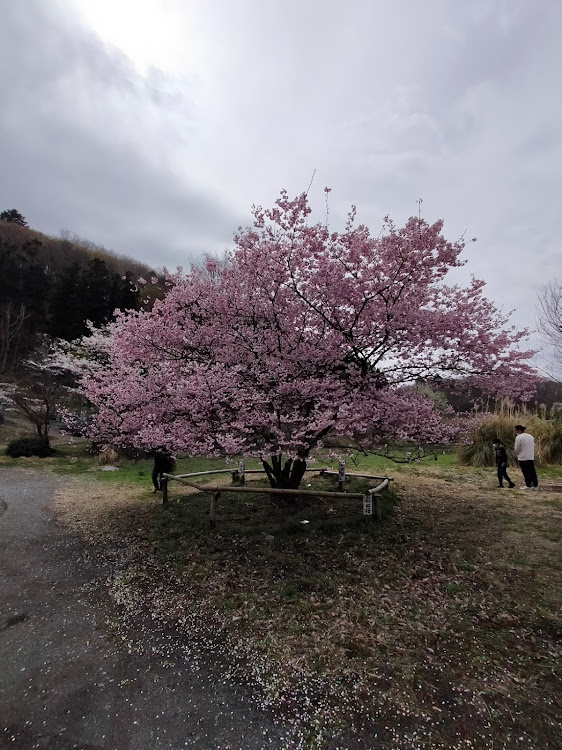 の投稿画像2枚目