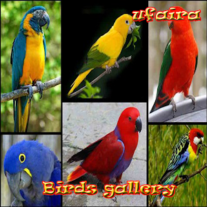 Download Birds gallery For PC Windows and Mac