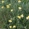 Mouse-ear Hawkweed