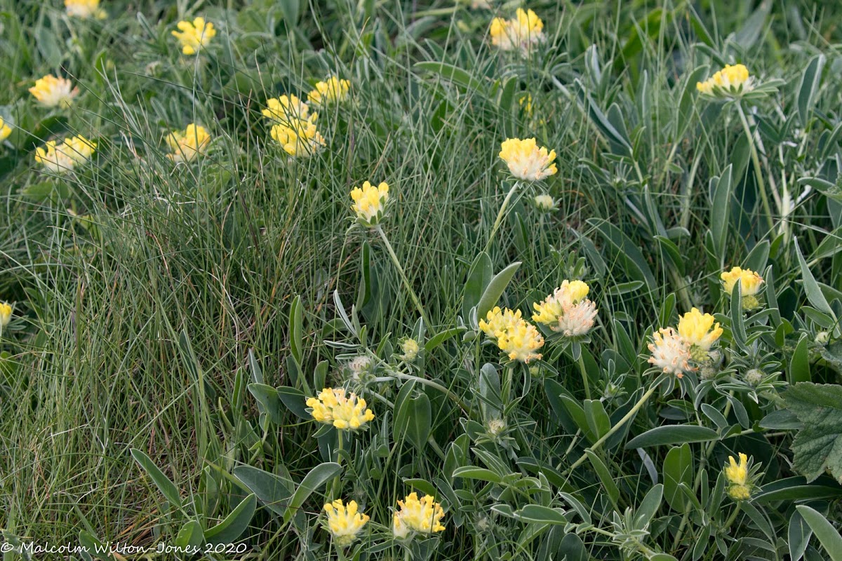 Mouse-ear Hawkweed