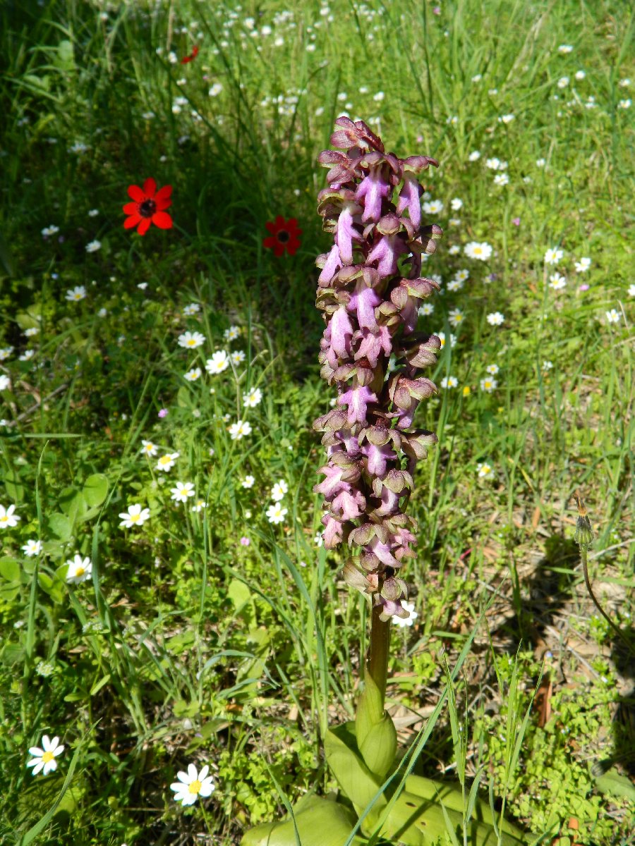 Giant orchid (Ιμαντόγλωσσο του Ρόμπερτ)