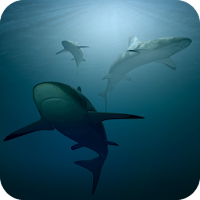 Underwater Wallpapers