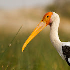 Painted stork