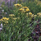 Flat-topped Goldenrod