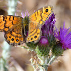 Wall Brown; Saltacercas