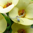 Crab spider