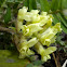 Northern Yellow Locoweed