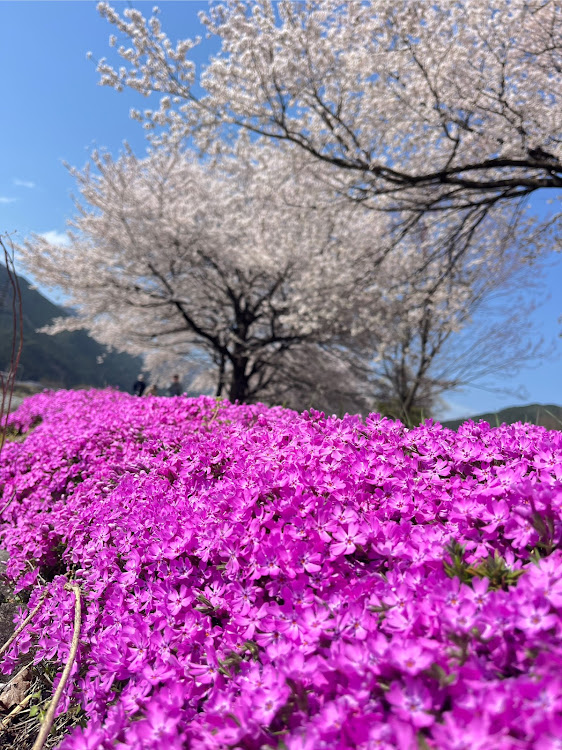 カローラクロスの#セメントグレーメタリック・桜コラボに関するカスタム事例の投稿画像2枚目