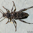 Longhorned Beetle