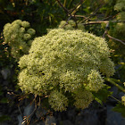 Coastal Angelica