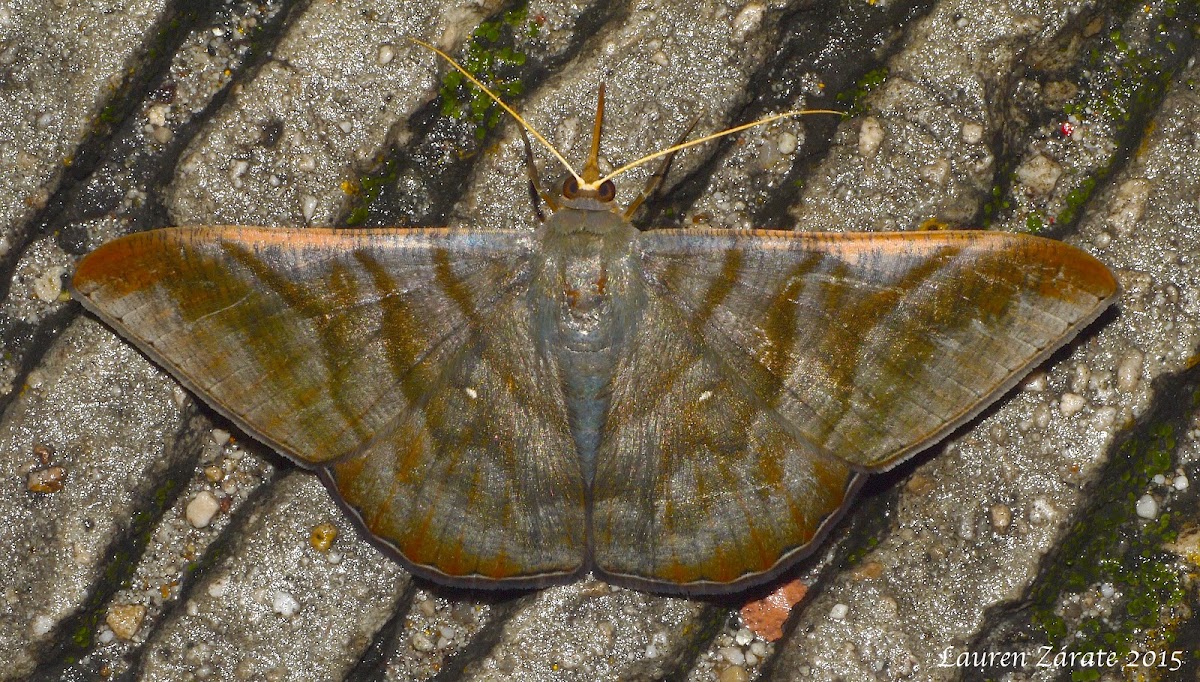 Hubner's Olive Moth