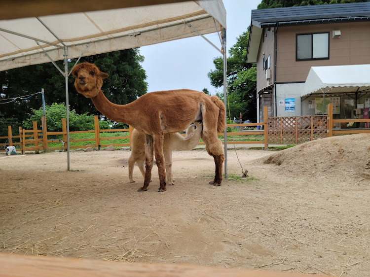 の投稿画像10枚目