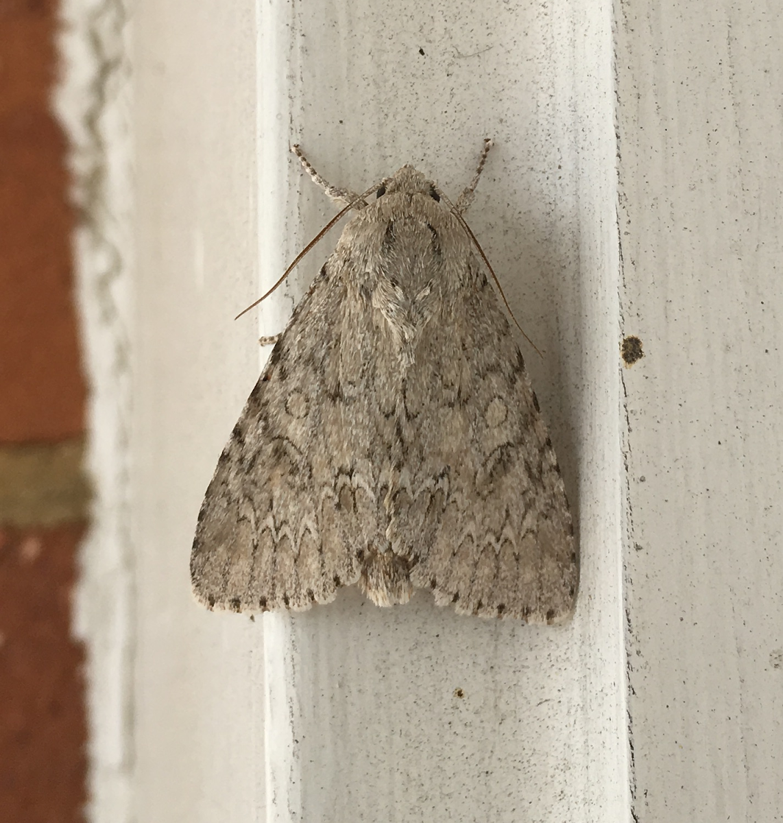 American Dagger Moth