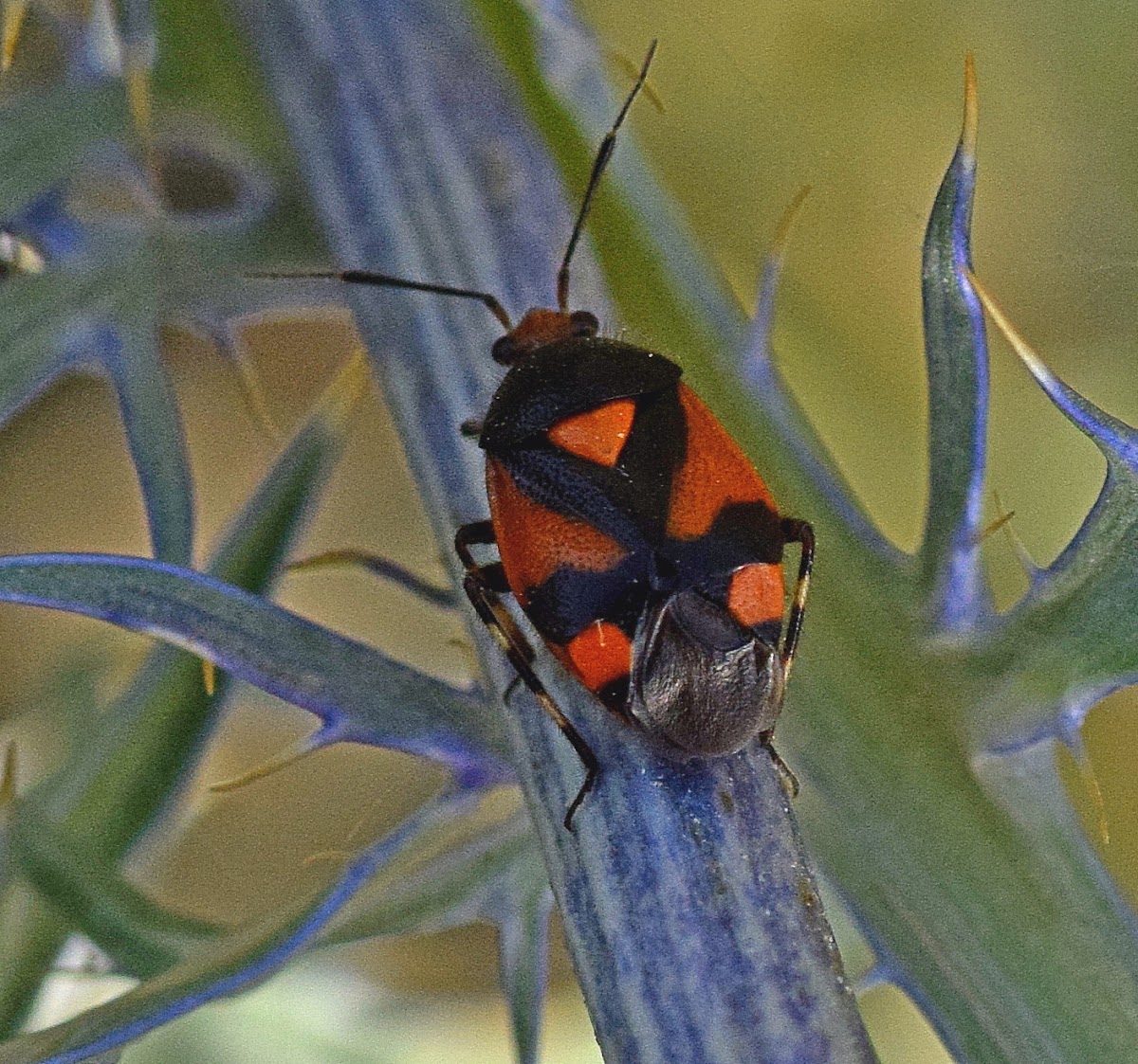 Plant Bug