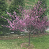 Pink flowering dogwood tree